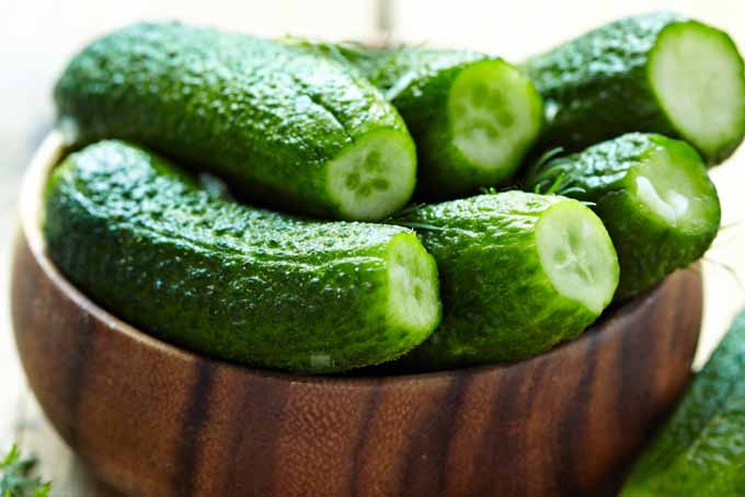 fresh cucumbers fresh cucumbers